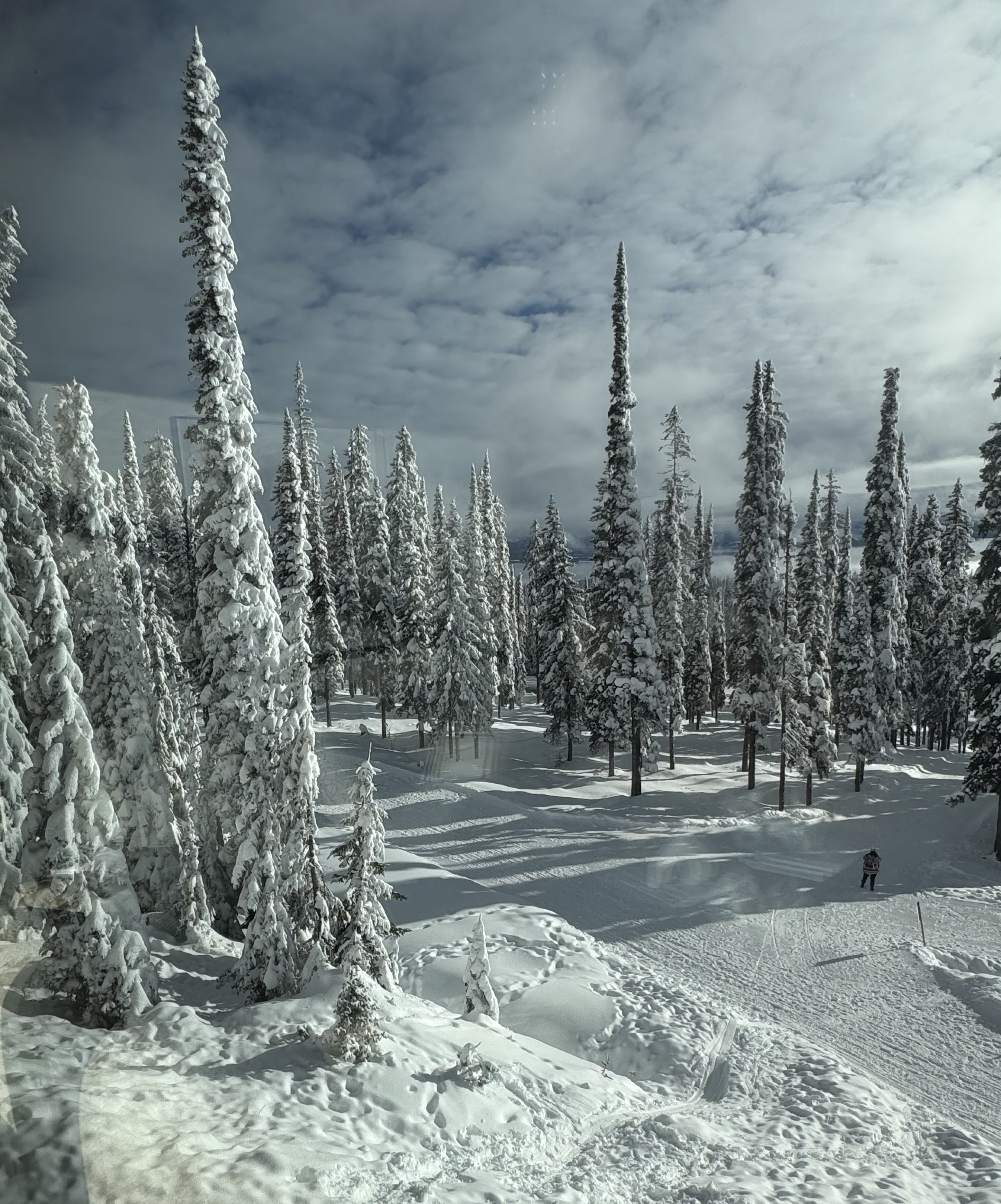 Snowshoe and Nordic trail through the trees
